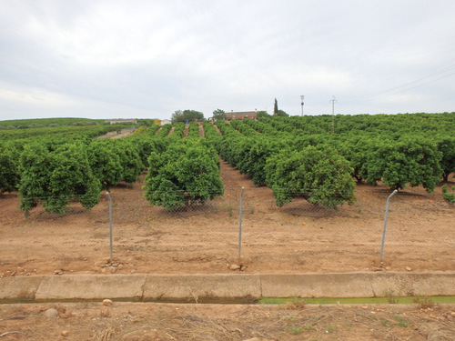 Km after km of Orange Orchards.